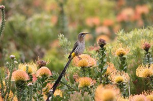 cape sugarbird on pincushion