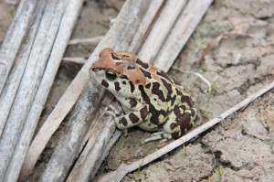 leopard-toad