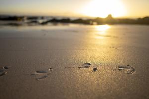 bird-prints-on-wet-sand