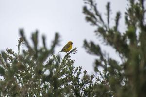 cape-weaver