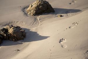 footprints-on-wet-sand