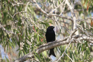 fortailed drongo yvonneSMALL
