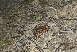 leopard toad