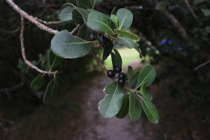 milkwood-berries