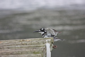 pied kingfisher yvonneSMALL