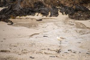 plover-on-beach