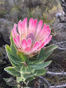 protea-compacta