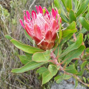 protea-susanna