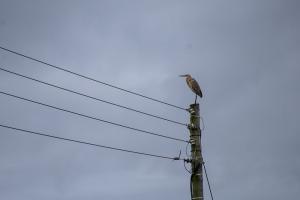 purple-heron