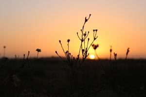 reeds-and-sunset