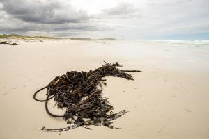 tangle-of-kelp