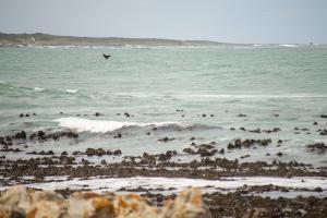 whale-tail-in-distance