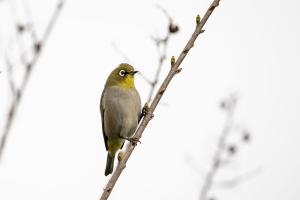 white-eye