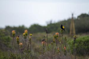 yellow-widow-bird